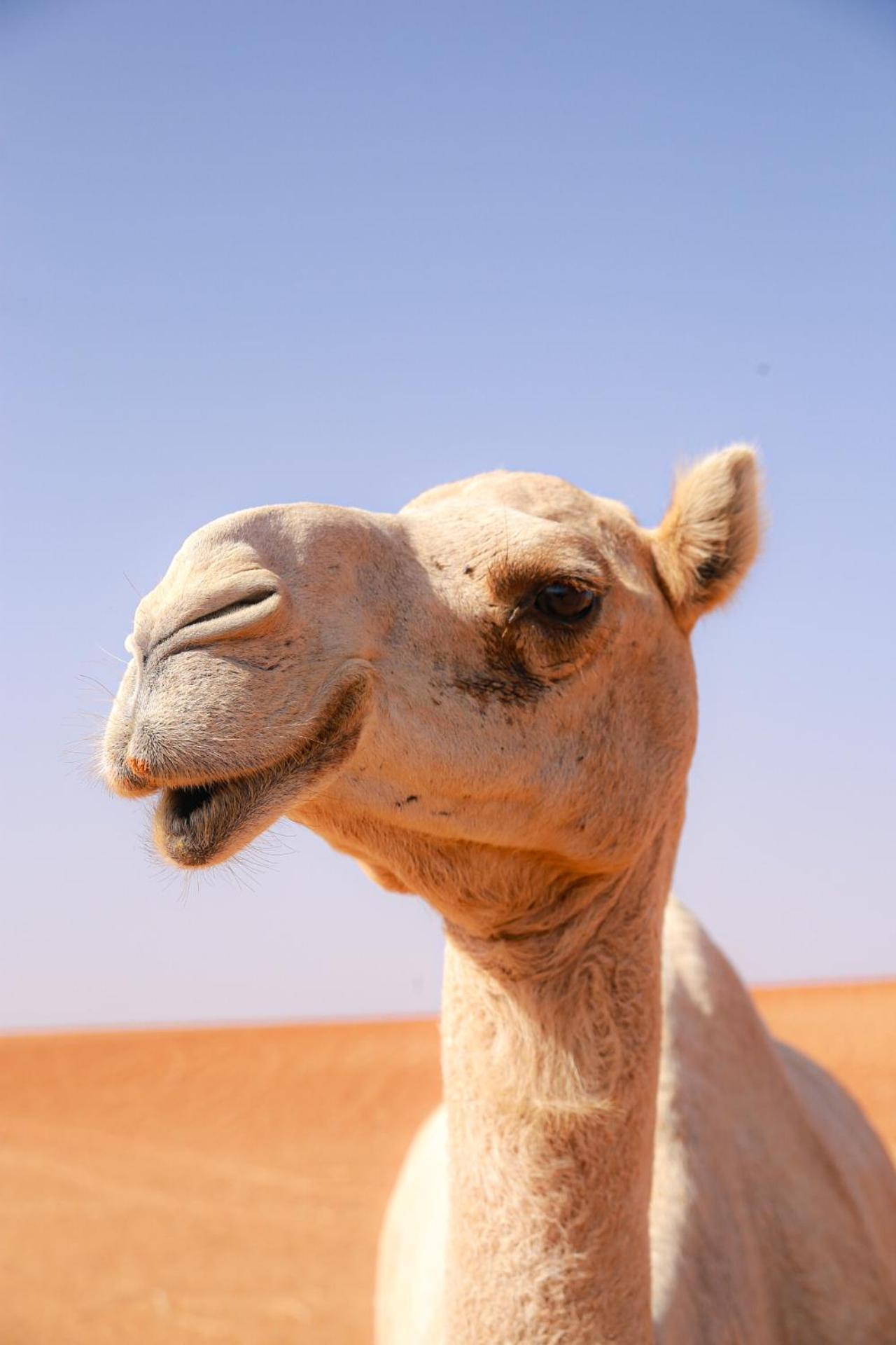 Wahiba Bedouin Rustic Camp Hotel Bidiya Exterior photo