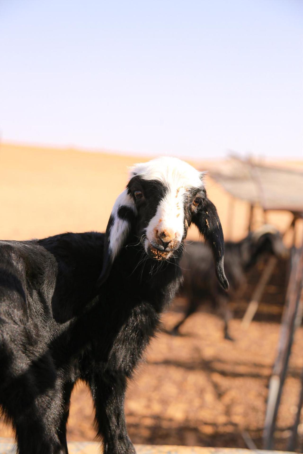 Wahiba Bedouin Rustic Camp Hotel Bidiya Exterior photo